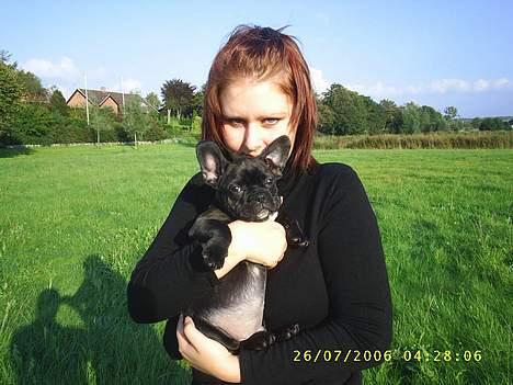 Fransk bulldog Rocky - R.I.P :'( <3 billede 4