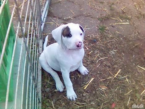 Amerikansk staffordshire terrier Gino billede 1