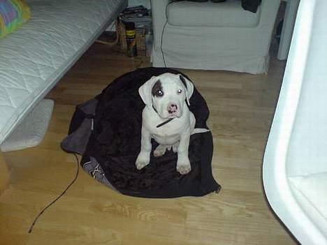 Amerikansk staffordshire terrier Gino billede 2