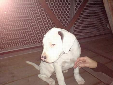 Amerikansk staffordshire terrier Gino billede 3