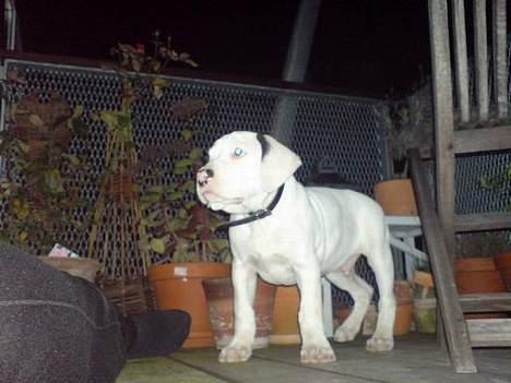 Amerikansk staffordshire terrier Gino billede 4
