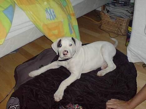 Amerikansk staffordshire terrier Gino billede 5