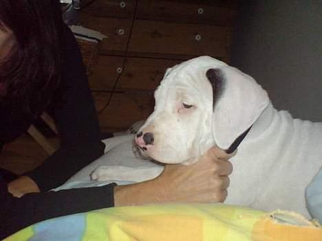 Amerikansk staffordshire terrier Gino billede 6