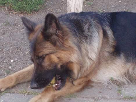 Schæferhund Molly billede 1