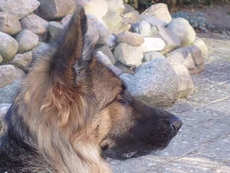 Schæferhund Molly billede 3