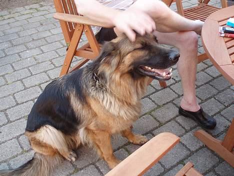 Schæferhund Molly billede 4