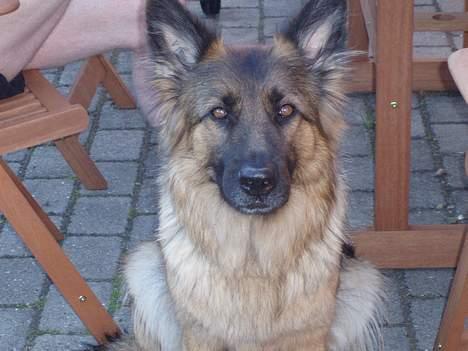 Schæferhund Molly billede 5