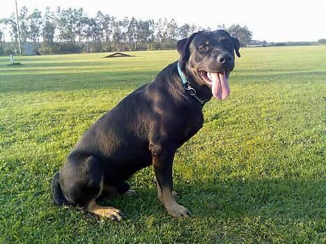 Rottweiler Primo R.I.P - 25.September afslutning på hvalpeholdet i DCH hvor vi vandt 1.Plads i lydighed ;-)  billede 18