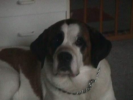 Sankt bernhardshund Yasmin billede 2