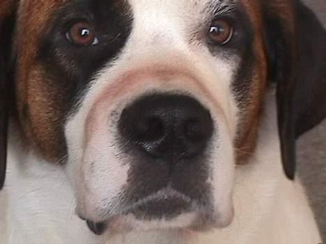 Sankt bernhardshund Yasmin billede 3