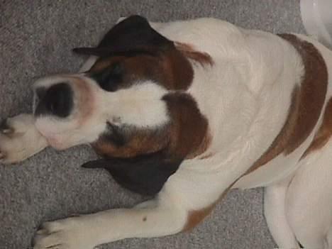 Sankt bernhardshund Yasmin billede 4