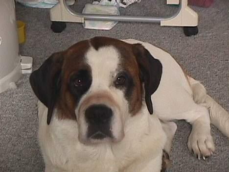 Sankt bernhardshund Yasmin billede 5