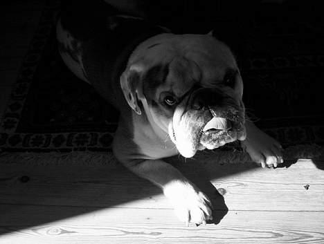 Engelsk bulldog Carlos billede 1