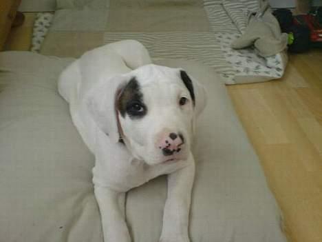 Amerikansk staffordshire terrier Gino billede 7