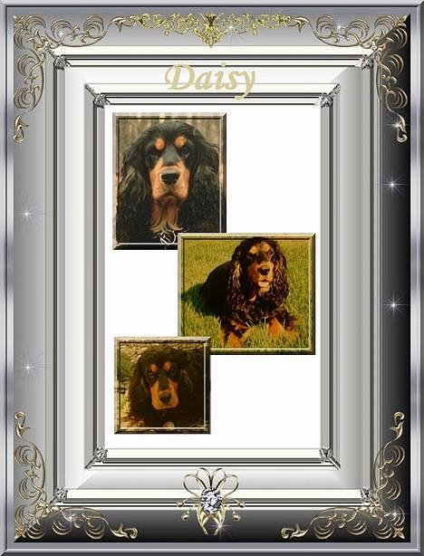 Cocker spaniel Daisy † R.I.P †  - Er det ikk bare flot:D  Lavet af Julie P herinde:D billede 1