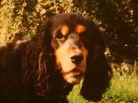 Cocker spaniel Daisy † R.I.P †  - Hun  er da bare dejlig :D billede 2