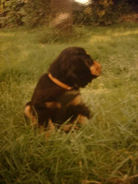 Cocker spaniel Daisy † R.I.P †  - Lille Daisy som hvalp:D Er hun ikk bare cute? :) billede 3