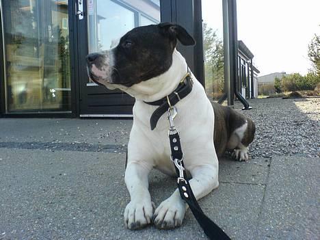 Amerikansk staffordshire terrier *Taz* billede 1