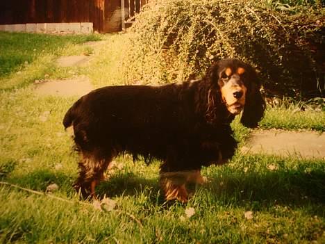 Cocker spaniel Daisy † R.I.P †  - Ja hun har da vist en ordenlig pels:D billede 4
