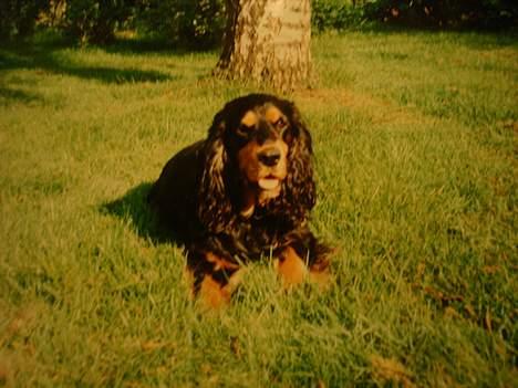 Cocker spaniel Daisy † R.I.P †  - Ja glad det var hun tit :) billede 5