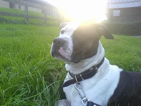 Amerikansk staffordshire terrier *Taz* billede 2