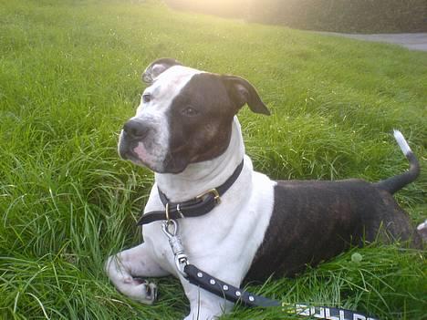 Amerikansk staffordshire terrier *Taz* billede 3