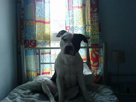 Amerikansk staffordshire terrier *Taz* billede 4