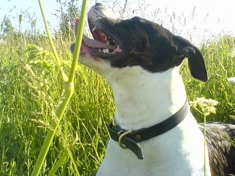 Amerikansk staffordshire terrier *Taz* billede 5