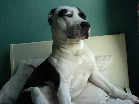 Amerikansk staffordshire terrier *Taz* billede 6