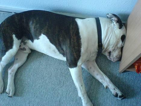 Amerikansk staffordshire terrier *Taz* billede 7