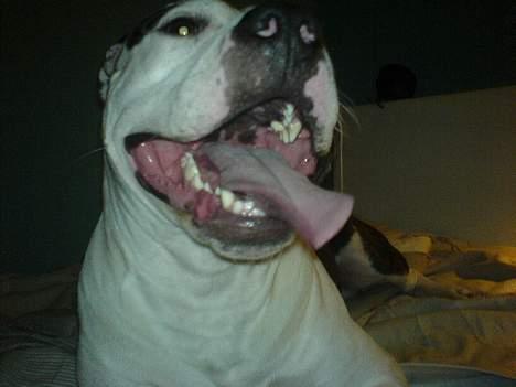 Amerikansk staffordshire terrier *Taz* billede 8