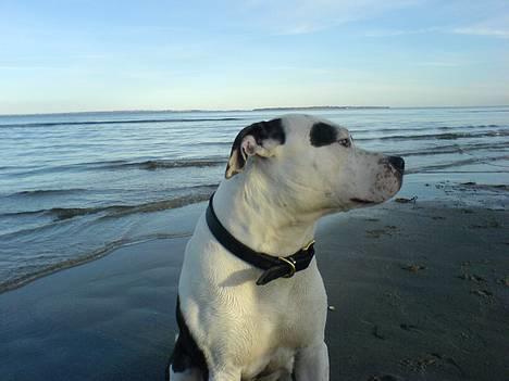 Amerikansk staffordshire terrier *Taz* billede 9
