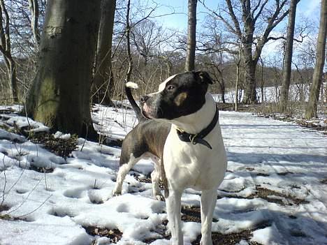 Amerikansk staffordshire terrier *Taz* billede 10