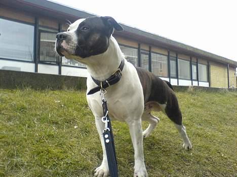 Amerikansk staffordshire terrier *Taz* billede 11