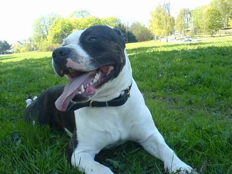 Amerikansk staffordshire terrier *Taz* billede 12