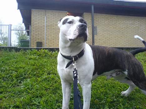 Amerikansk staffordshire terrier *Taz* billede 13