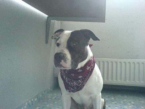 Amerikansk staffordshire terrier *Taz* billede 14