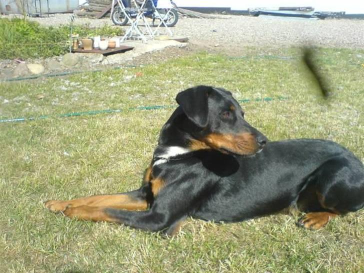 Blanding af racer Oskar (Dobbermann/Rotw... - Elsker livet :) billede 17