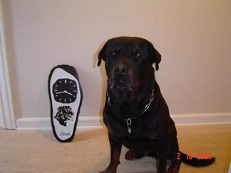Rottweiler Zeus - pæn hund og ur billede 16