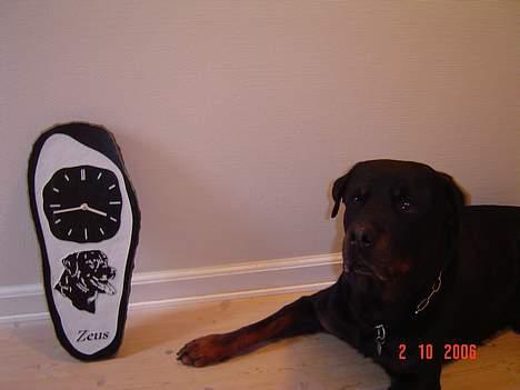 Rottweiler Zeus - ur og hund igen. billede 17