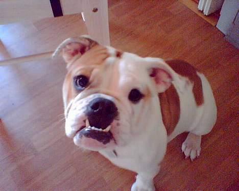 Engelsk bulldog Berta billede 1