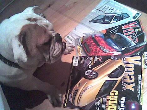 Engelsk bulldog Berta billede 2