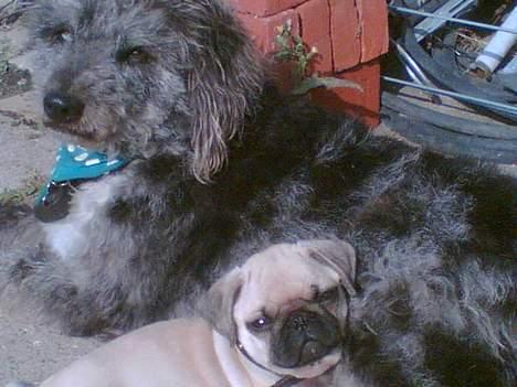 Mops Elmo - Vi nyder lige den friske luft. billede 4