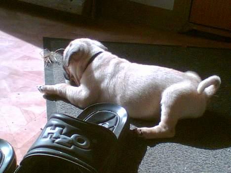 Mops Elmo - Ahhhh...dejlig solstråle! billede 5