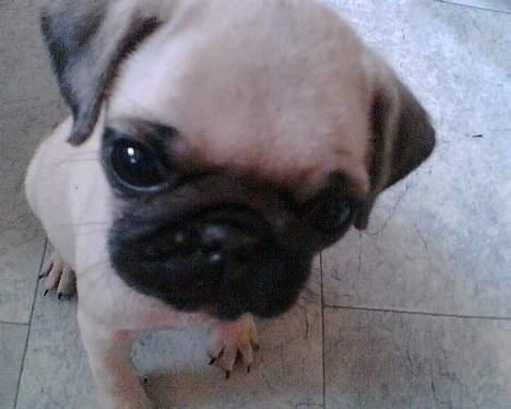 Mops Elmo - Er jeg ikke bare kær??? billede 6