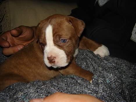 Amerikansk bulldog T-bone - Så er hun ved at være en måned gammel og hun bliver smukkere og smukkere for hver gang vi besøger hende :D billede 2