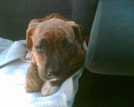 Amerikansk staffordshire terrier Enzo aKa Bullet billede 2