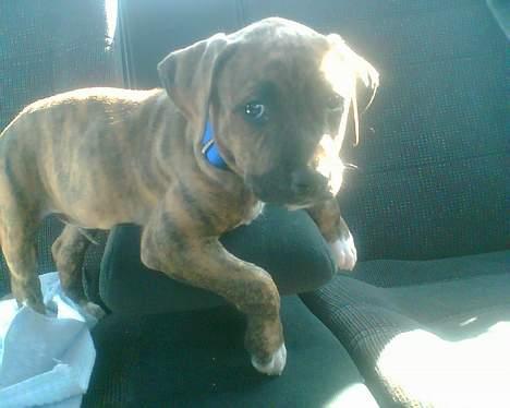 Amerikansk staffordshire terrier Enzo aKa Bullet billede 3