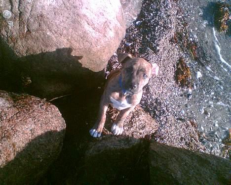 Amerikansk staffordshire terrier Enzo aKa Bullet billede 4