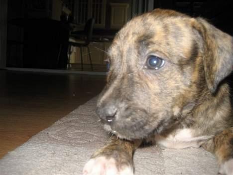 Amerikansk staffordshire terrier Enzo aKa Bullet billede 5